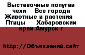 Выставочные попугаи чехи  - Все города Животные и растения » Птицы   . Хабаровский край,Амурск г.